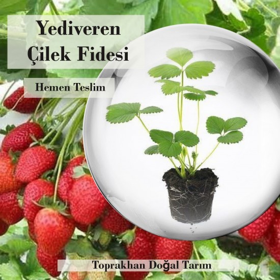 yediveren-çilek-fidesi